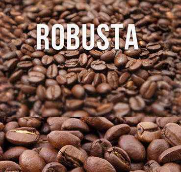 robusta mộc